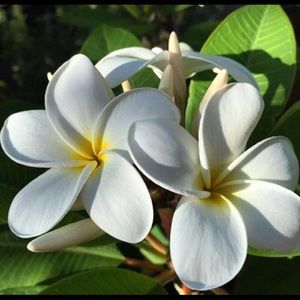 Meet your Posher, Angelia